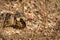 Closeup shot of a Namaqua chameleon in a desert in Namibia, Africa, eating an insect on the ground