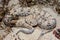 Closeup shot of Namaqua Dwarf Adder (Bitis schneideri), a venomous species from South Africa