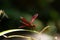 Closeup shot of a Neurothemis terminata dragonfly on a green leaf