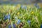 Closeup shot of a newly grown  blue snowdrops\\\' field