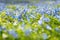 Closeup shot of a newly grown blue snowdrops\\\' field