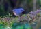 Closeup shot of a Nilgiri blue robin perched on a tree branch. Sholicola major.