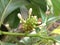 Closeup shot of a Noni fruit flower growing in the garden