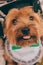 Closeup shot of the Norfolk Terrier dog wearing a cute bow posing and looking at the camera