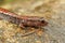 A closeup shot of North California slender salamander, Batrachoseps attenuatus, on wed wood surface