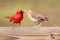 Closeup shot of a northern cardinal and sparrow fighting over food