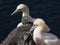 Closeup shot of Northern gannets in Heligoland, Germany.