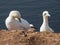 Closeup shot of Northern gannets perched on a rock in Heligoland, Germany.