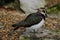 Closeup shot of a Northern Lapwing standing on the ground