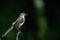 Closeup shot of a Northern Mocking Bird