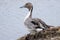 Closeup shot of a Northern pintail bird on a ground beside a lake