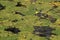 Closeup shot of a Nuphar lutea and green plants in the pond in Rio Lobos Canyon