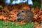 Closeup shot of a nutria standing on the dried leaves