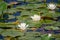 Closeup shot of the nymphaea at the Black Moshannon State Park in Pennsylvania