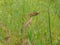 Closeup shot of a oats plant in barley field in summer season