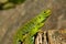 Closeup shot of ocellated lizards on a piece of wood