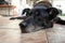 Closeup shot of an old dog resting on a tiled surface with a blurred background