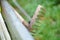 Closeup shot of an old rake behind a wooden fence