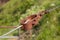 Closeup shot of an old rusty rope tensioner