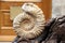 Closeup shot of an old shell imprint on a wooden surface with a blurred background