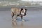 Closeup shot of an Olde English Bulldogge standing on the wet sand before the sea waves