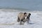 Closeup shot of an Olde English Bulldogge walking on the beach of a wavy sea