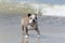 Closeup shot of an Olde English Bulldogge walking on the wet sand before the sea waves