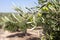 Closeup shot of olive plants growing on trees