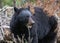 Closeup shot of an Olympic black bear eating grass around tree branches