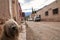 Closeup shot of one of the streets of Purmamarca, Jujuy with a dog and cars