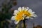 Closeup shot of one white indian sunflower bitten by insects