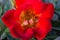 Closeup shot of an open red flower with yellow pollen stamen visible