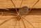 Closeup shot of an opilio parietinus spider on a wooden background
