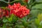 Closeup shot of orange Ashoka flowers (Saraca asoca) or ixora javanica