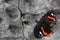 Closeup shot of an orange and black butterfly on a cracked wall