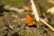 Closeup shot of a orange butterfly on a mud