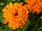 Closeup shot of orange French marigold flowers