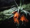 Closeup shot of an orange Fritillaria with water droplets on the leaves and petals