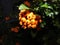 Closeup shot of orange hawthorns surrounded by green leaves in a garden