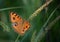 Closeup shot of an orange peacock pansy butterfly on a wild reed