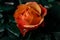 Closeup shot of an orange Rosa Louis de Funes with dark blur background