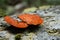 Closeup shot of the orange Stereum hirsutum mushrooms growing on a tree