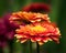 Closeup shot of an orange whit yellow Transvaal daisy(Gerbera) flower in garden on blurry background