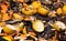 Closeup shot of organic waste for composting with fruit and vegetable peels