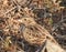 Closeup shot of an Oriental skylark bird