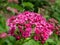 Closeup shot of ornamental shrub Spiraea japonica `Flaming Mound` with small flat-topped clusters of pink flowers in summer