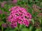 Closeup shot of ornamental shrub Spiraea japonica `Flaming Mound` with small flat-topped clusters of pink flowers in summer