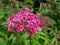 Closeup shot of ornamental shrub Spiraea japonica `Flaming Mound` with small flat-topped clusters of pink flowers in summer