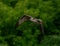 Closeup shot of an osprey soaring in the air with wings wide open against the green trees