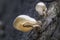 Closeup shot of the Oudemansiella mucida-Porcelain fungus growing in the forest